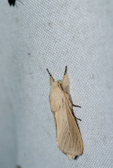 Phragmataecia