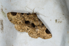 Capnodes nigerrimasigna