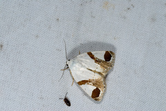 Sphragifera biplagiata