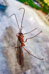 Ophion obscuratus
