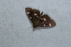 Herpetogramma luctuosalis