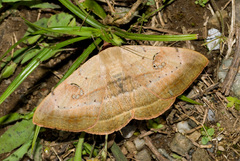 Hypopyra vespertilio