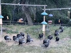 Meleagris gallopavo mexicana