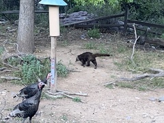 Meleagris gallopavo mexicana