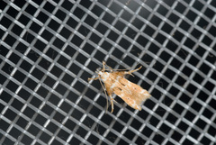 Ashibusa