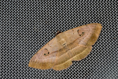 Hypopyra vespertilio
