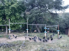 Meleagris gallopavo mexicana