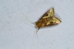 Thysanoplusia orichalcea