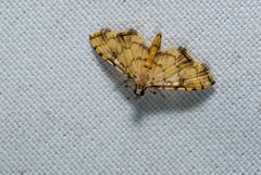 Nacoleia