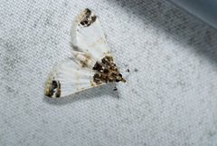 Leucinodes