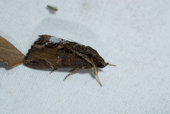 Ercheia cyllaria