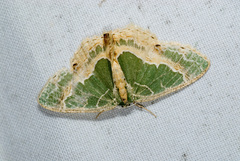 Eucyclodes lalashana