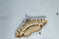 Haritalodes