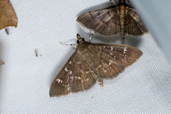 Prorodes mimica