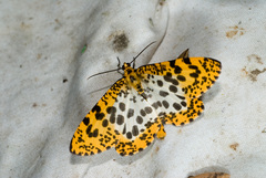 Epobeidia tigrata maxima