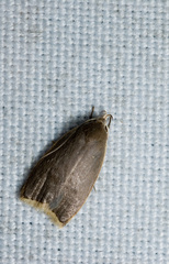 Scythropiodes
