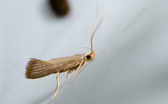 Torodora chinanensis