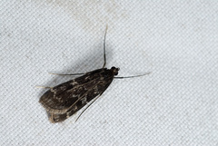 Paracymoriza nigra