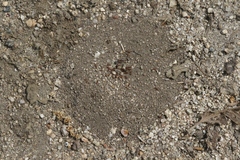Forelius pruinosus