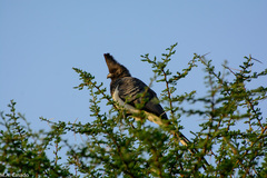 Corythaixoides leucogaster
