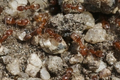 Forelius pruinosus