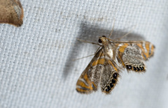 Nymphicula yoshiyasui