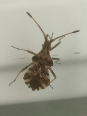 Centrocoris variegatus