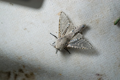 Polyphagozerra coffeae