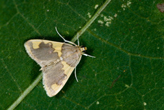 Rehimena phrynealis