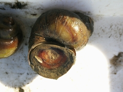 Viviparus acerosus