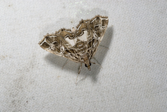 Paracymoriza vagalis