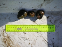 Viviparus acerosus