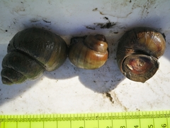Viviparus acerosus