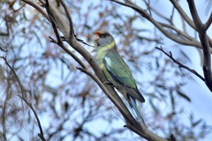 Barnardius zonarius barnardi