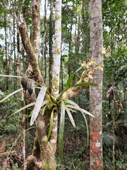 Encyclia patens