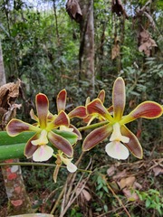 Encyclia patens