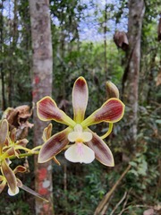 Encyclia patens
