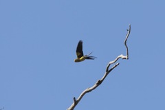 Polytelis anthopeplus