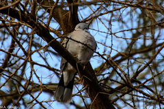 Streptopelia decipiens