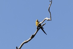 Polytelis anthopeplus