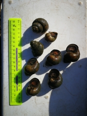 Viviparus acerosus