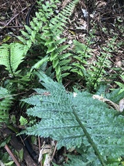 Asplenium bulbiferum
