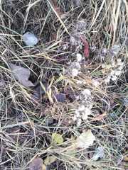 Achillea salicifolia