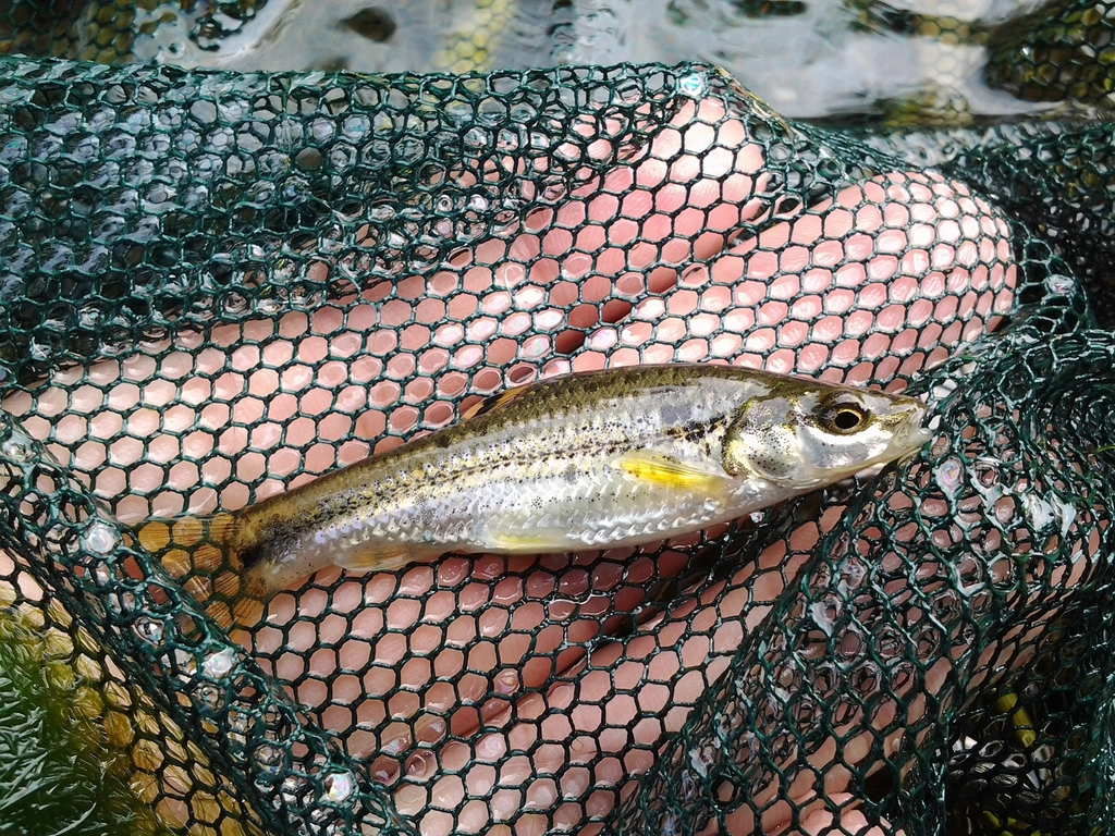 Shortbarbel Gudgeon