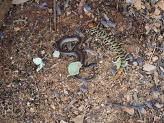 Suta nigriceps