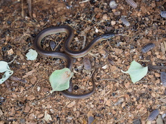 Suta nigriceps