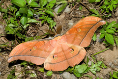 Antheraea formosana
