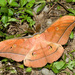 Antheraea yamamai superba - Photo (c) Licheng Shih, some rights reserved (CC BY), uploaded by Licheng Shih