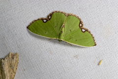 Comibaena procumbaria