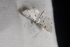 Pycnarmon meritalis